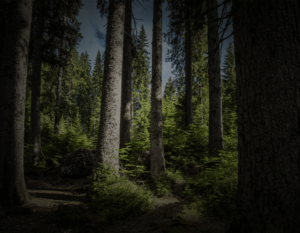 Forest with tall trees